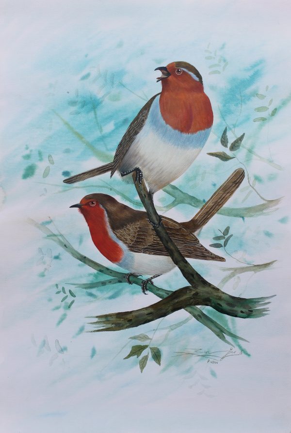 Robin Bird