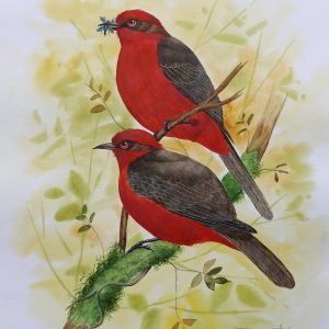 Vermilion Flycatcher Birds
