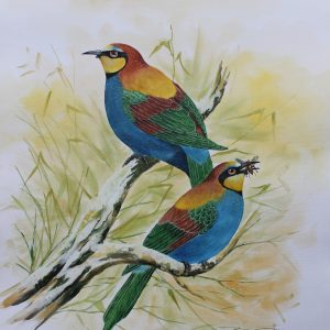 Bee-eater Birds