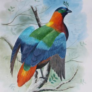 National Bird of Nepal - Danfe