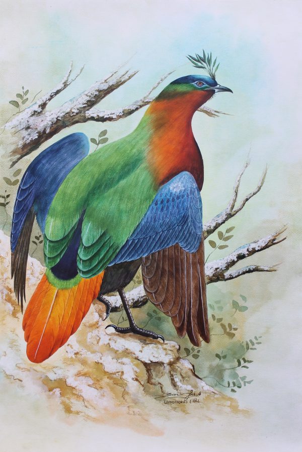 National Bird of Nepal - Danfe