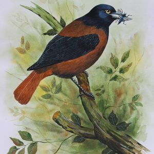 Maroon Oriole Bird