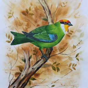 Golden Throated Barbet