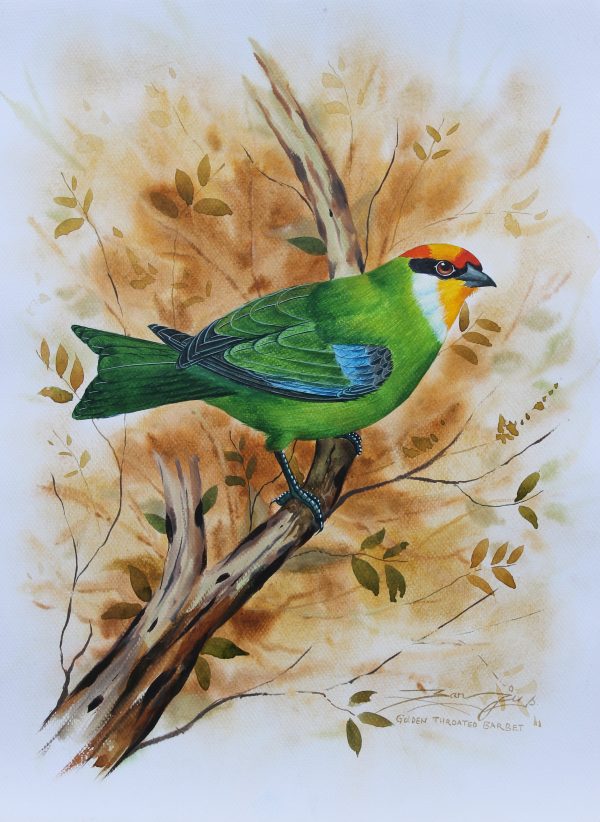 Golden Throated Barbet