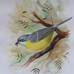 White Throated Gerygone Bird