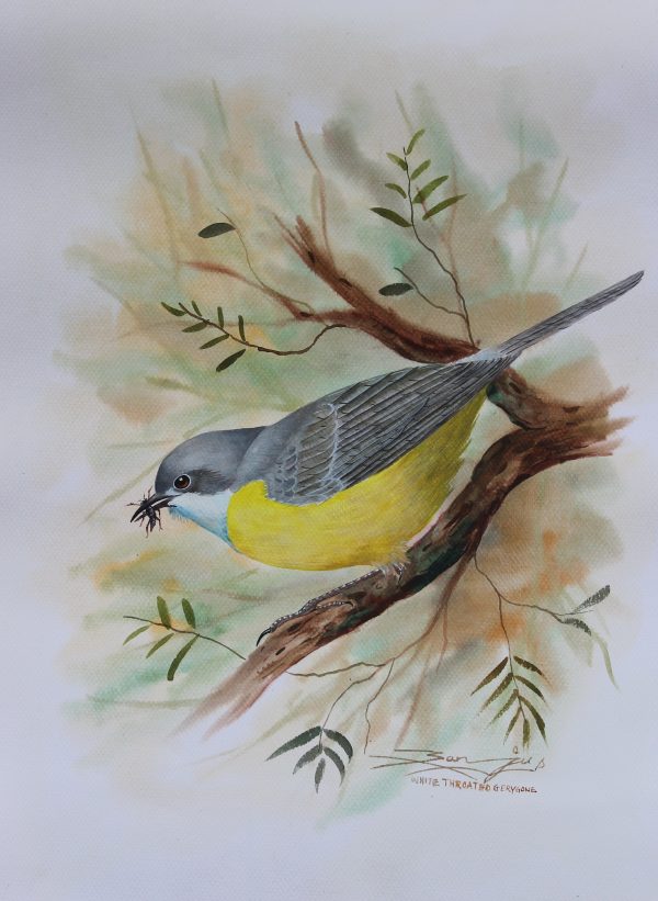 White Throated Gerygone Bird