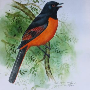 Scarlet Minivet Bird