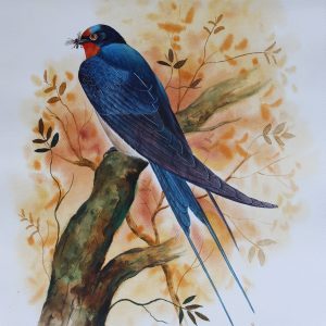 Swallow Bird