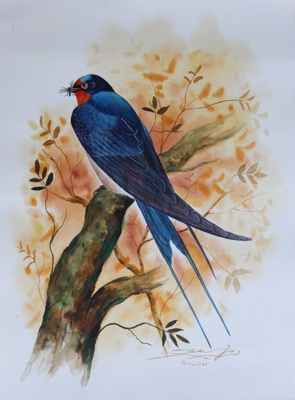 Swallow Bird