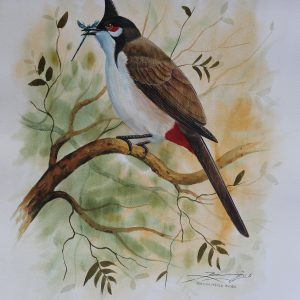 Red-whiskered Bulbul Bird